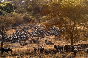 Safari nel Serengeti: alla scoperta della grande migrazione