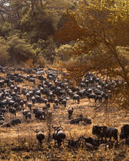 Safari nel Serengeti: alla scoperta della grande migrazione