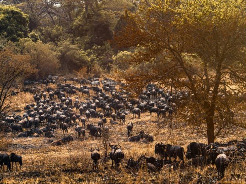 Safari nel Serengeti: alla scoperta della grande migrazione