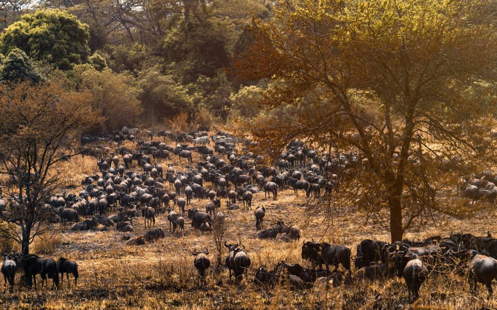 Safari nel Serengeti: alla scoperta della grande migrazione